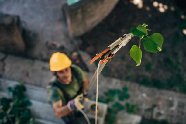 How Our Tree Care Process Works  in Deforest, WI